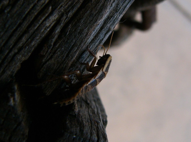cockroach 2; DISPLAY FULL IMAGE.