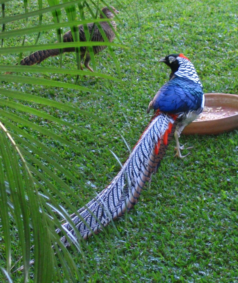 My Amherst Pheasant - Lady Amherst's pheasant (Chrysolophus amherstiae); DISPLAY FULL IMAGE.