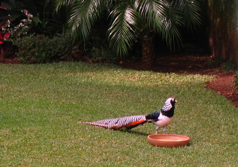 My Lady Amherst Pheasant (Male) - Lady Amherst's pheasant (Chrysolophus amherstiae); DISPLAY FULL IMAGE.