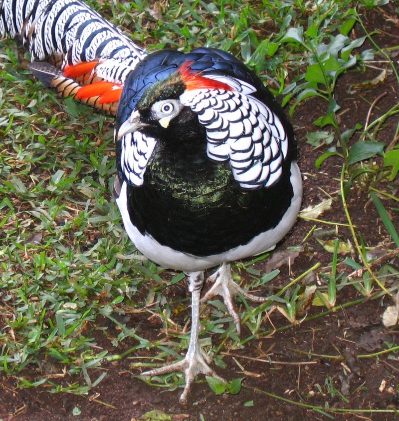 My Lady Amherst Pheasant ( male ) - Lady Amherst's pheasant (Chrysolophus amherstiae); DISPLAY FULL IMAGE.