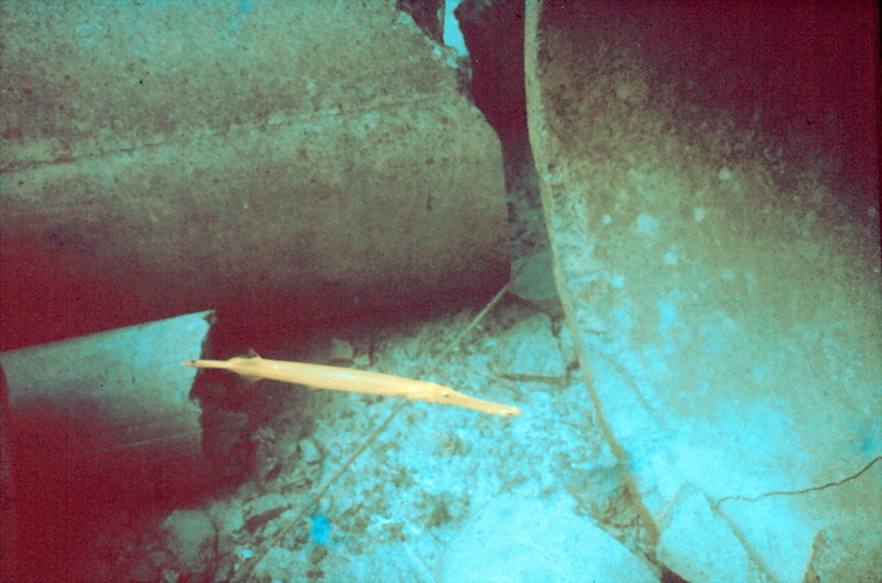 Chinese Trumpetfish (Aulostomus chinensis) {!--주벅대치-->; DISPLAY FULL IMAGE.