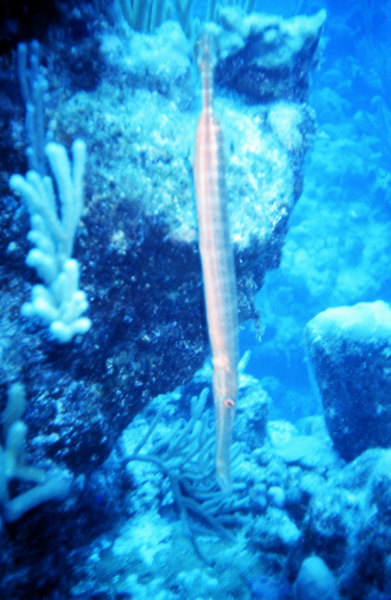 Caribbean Trumpetfish (Aulostomus maculatus) {!--카리브주벅대치-->; DISPLAY FULL IMAGE.