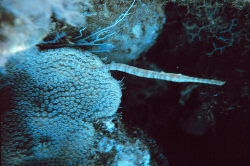 Caribbean Trumpetfish (Aulostomus maculatus) {!--카리브주벅대치-->; DISPLAY FULL IMAGE.