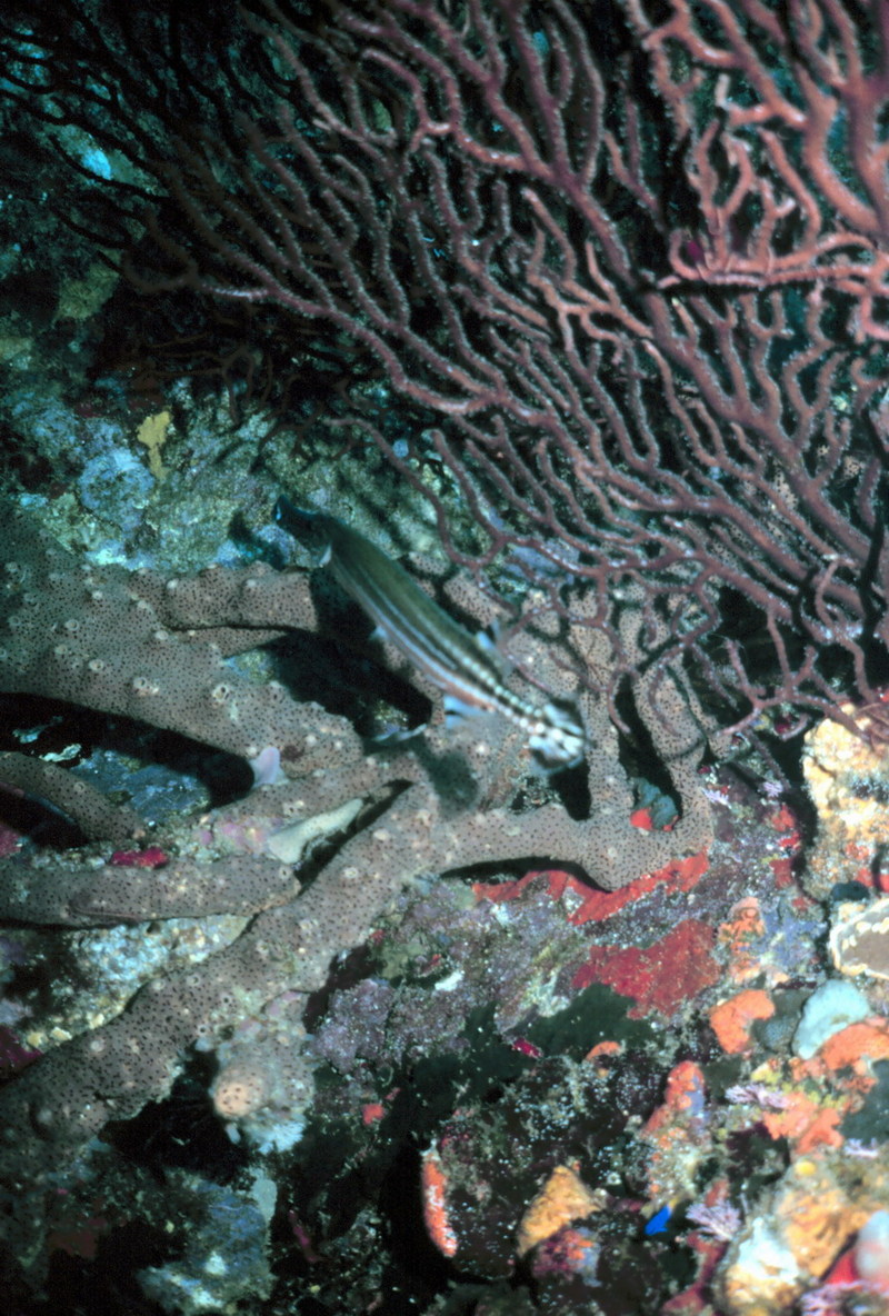 Caribbean Trumpetfish (Aulostomus maculatus) {!--카리브주벅대치-->; DISPLAY FULL IMAGE.