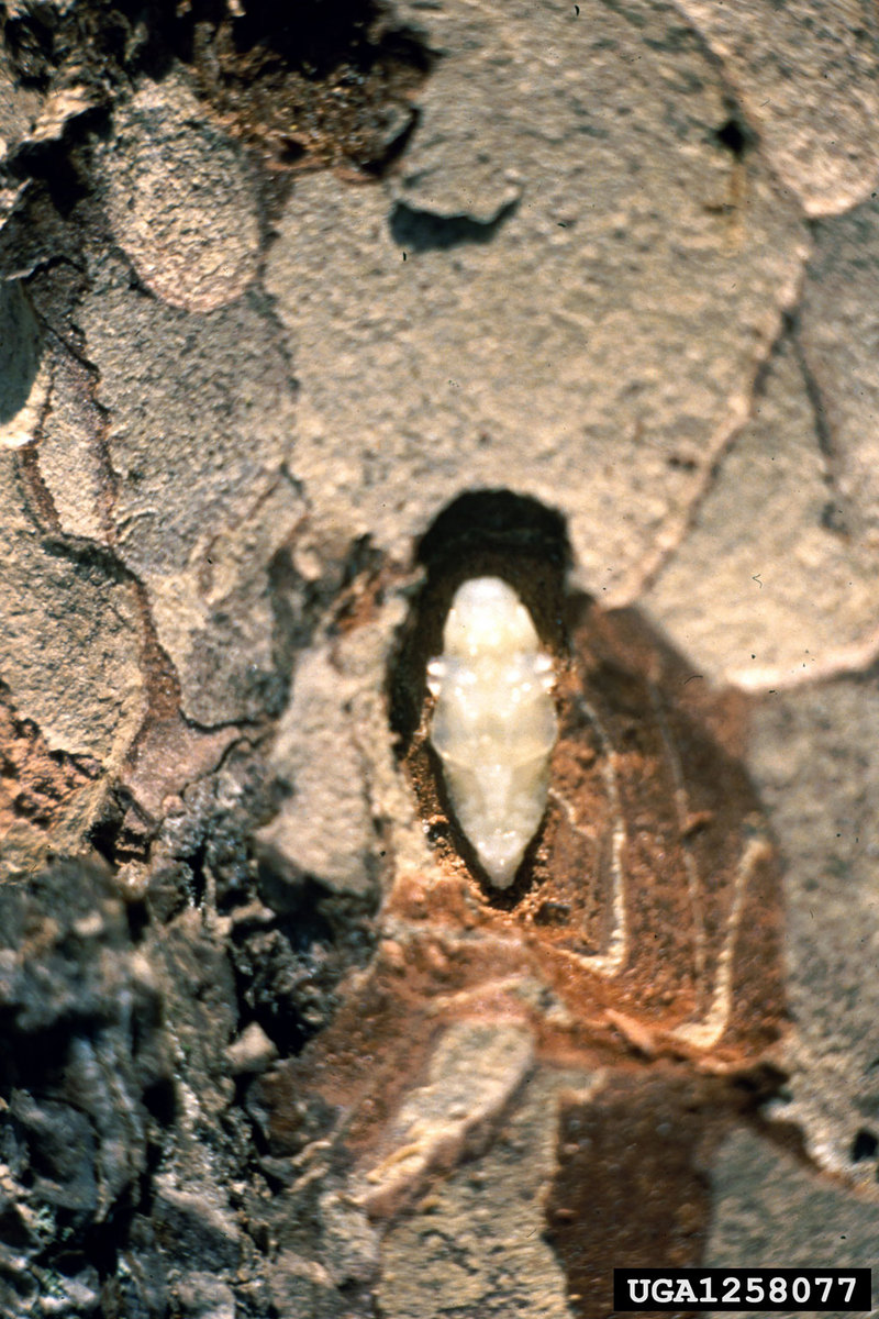 Steelblue Jewel Beetle pupa (Phaenops cyanea) {!--비단벌레과 번데기(헝가리)-->; DISPLAY FULL IMAGE.