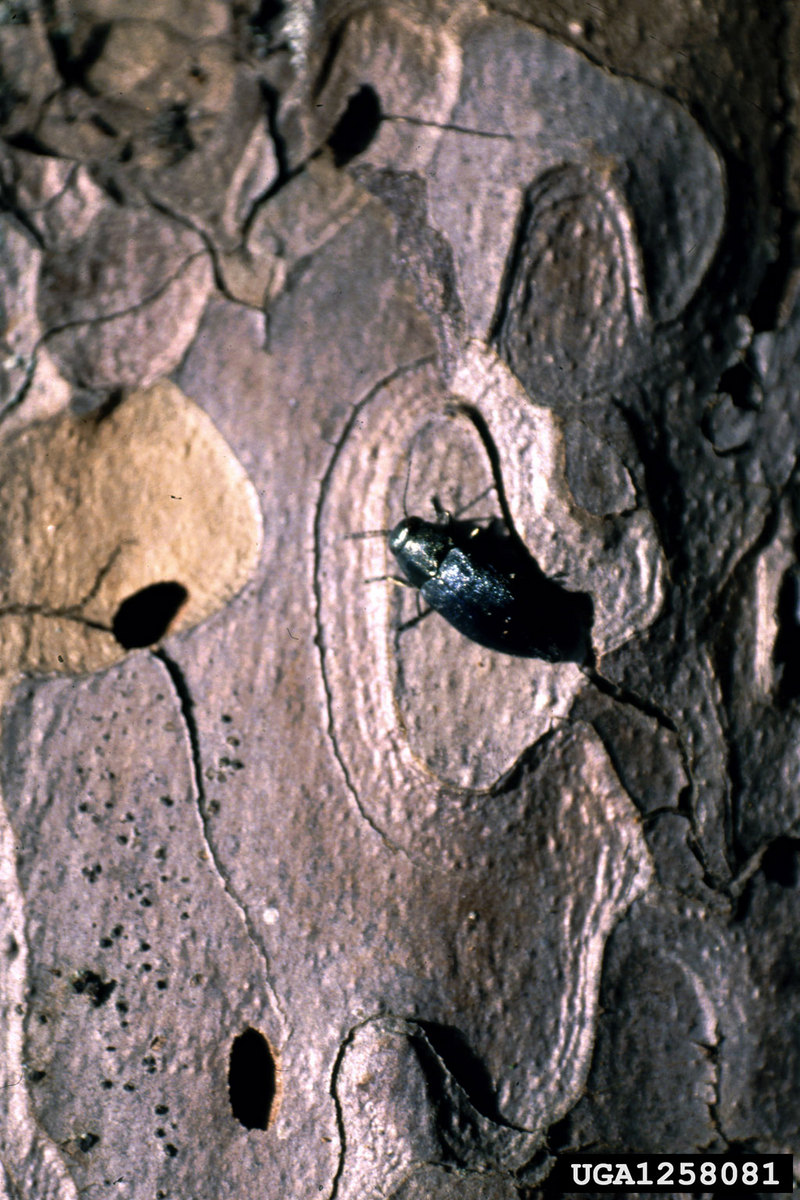 Steelblue Jewel Beetle (Phaenops cyanea) {!--비단벌레과(헝가리)-->; DISPLAY FULL IMAGE.