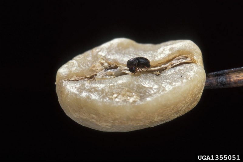 Coffee Berry Borer (Hypothenemus hampei) {!--커피나무좀-->; DISPLAY FULL IMAGE.