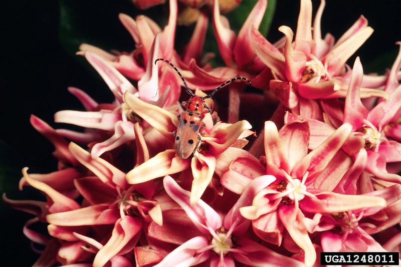 Red Milkweed Beetle (Tetraopes tetrophthalmus) {!--네눈붉은하늘소(미국)-->; DISPLAY FULL IMAGE.