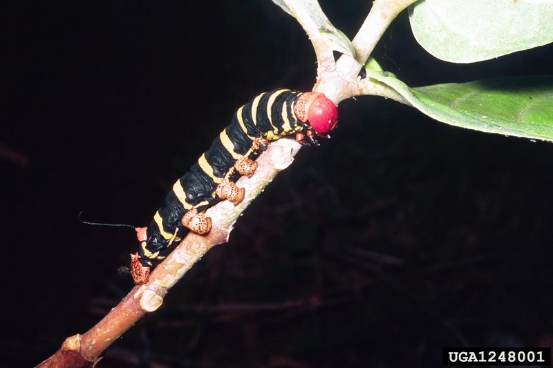 Frangipani Hawkmoth caterpillar (Pseudosphinx tetrio) {!--박각시나방류 애벌레-->; DISPLAY FULL IMAGE.