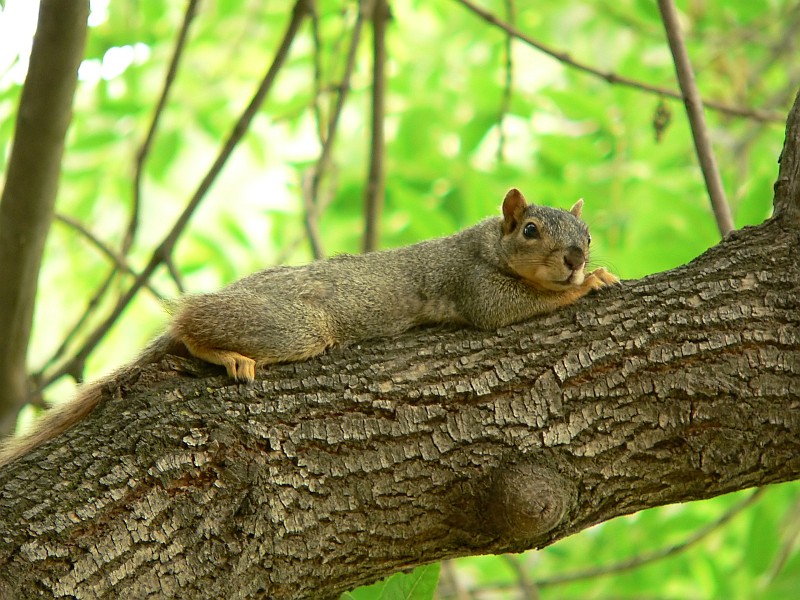 Fox Squirrel; DISPLAY FULL IMAGE.