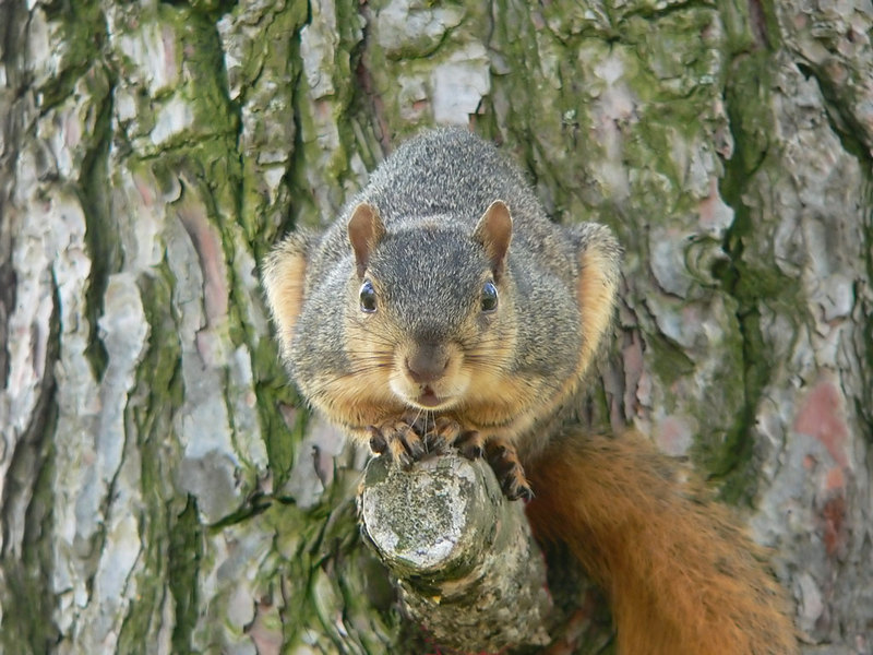 Fox Squirrel; DISPLAY FULL IMAGE.