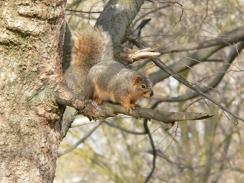Fox Squirrel; DISPLAY FULL IMAGE.