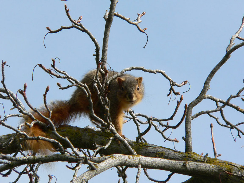 Fox Squirrel; DISPLAY FULL IMAGE.