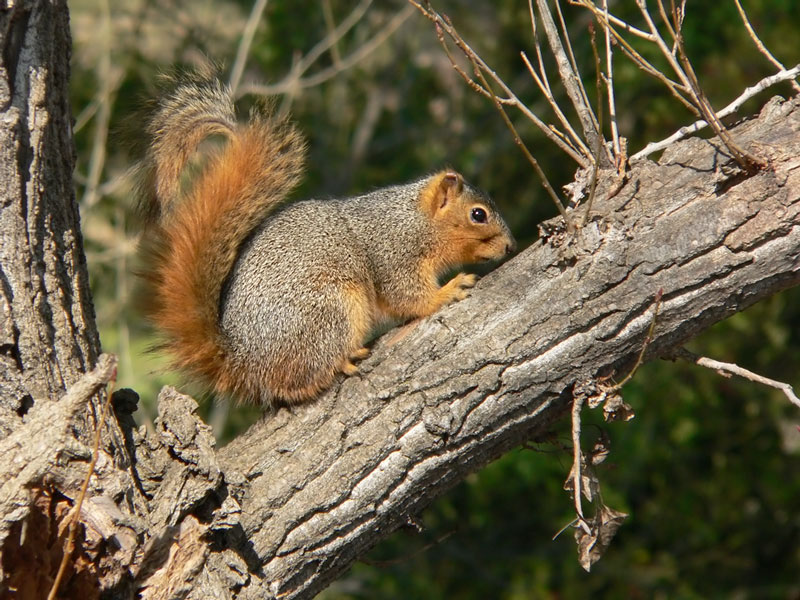 Fox Squirrel; DISPLAY FULL IMAGE.