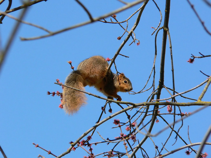 Fox Squirrel; DISPLAY FULL IMAGE.