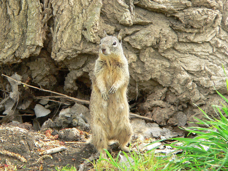 California Ground Squirrel; DISPLAY FULL IMAGE.
