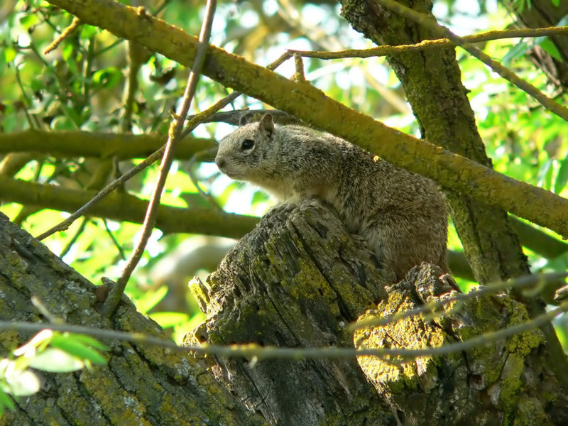 California Ground Squirrel; DISPLAY FULL IMAGE.