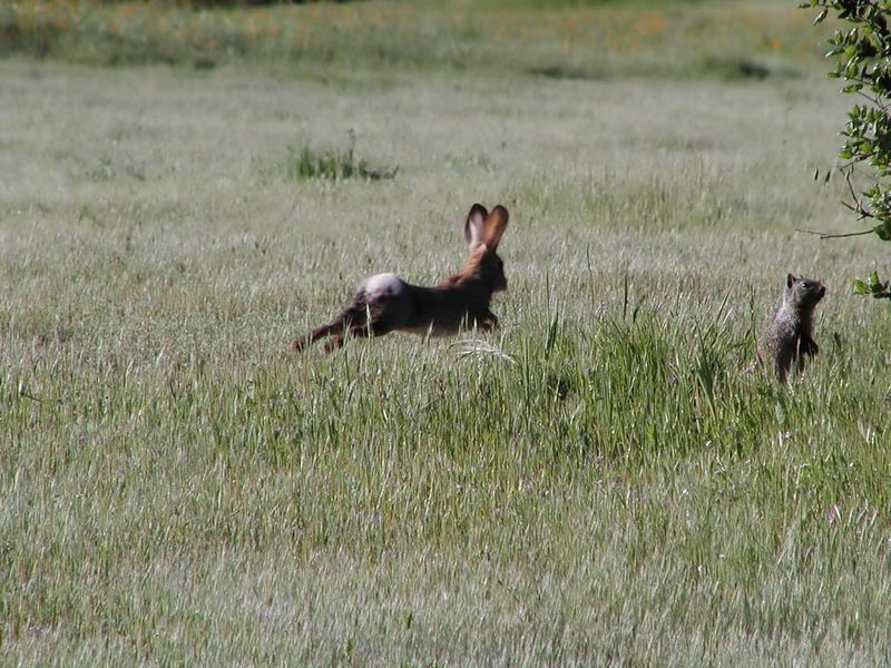 California Ground Squirrel; DISPLAY FULL IMAGE.