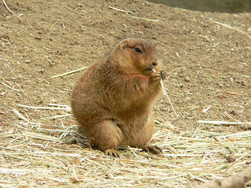 Black-tailed Prairie Dog; DISPLAY FULL IMAGE.