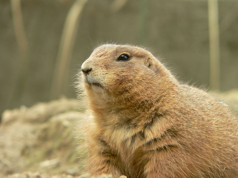 Black-tailed Prairie Dog; DISPLAY FULL IMAGE.