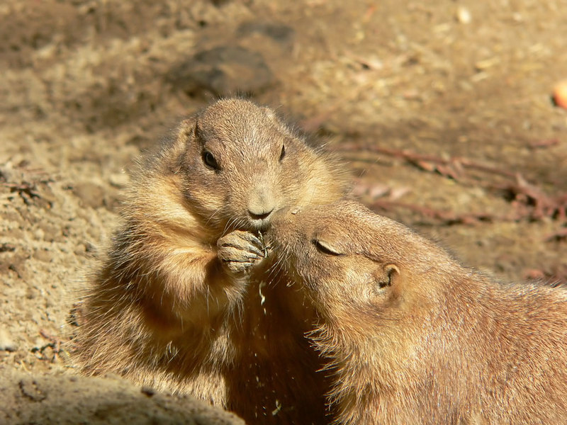 Black-tailed Prairie Dog; DISPLAY FULL IMAGE.