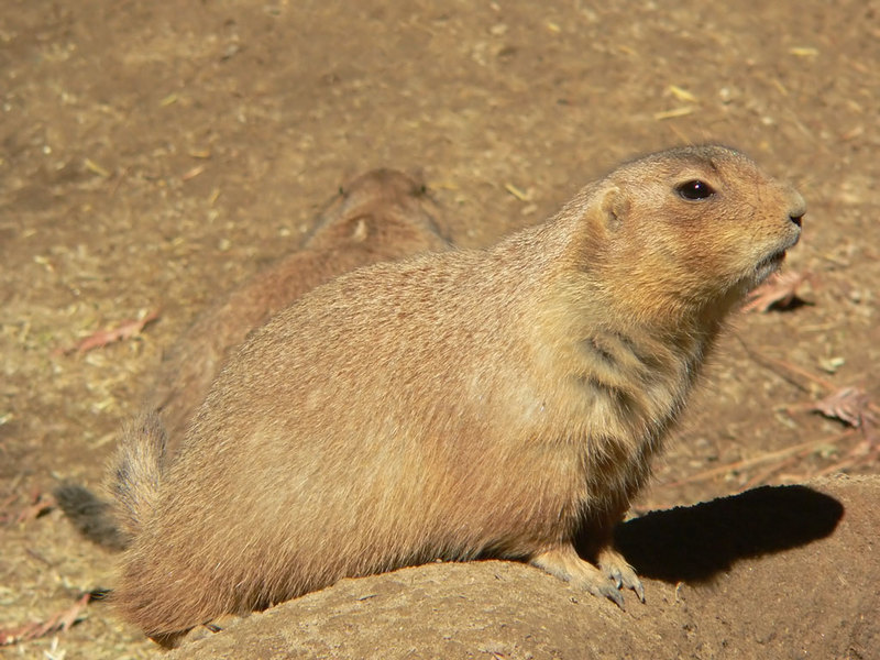 Black-tailed Prairie Dog; DISPLAY FULL IMAGE.