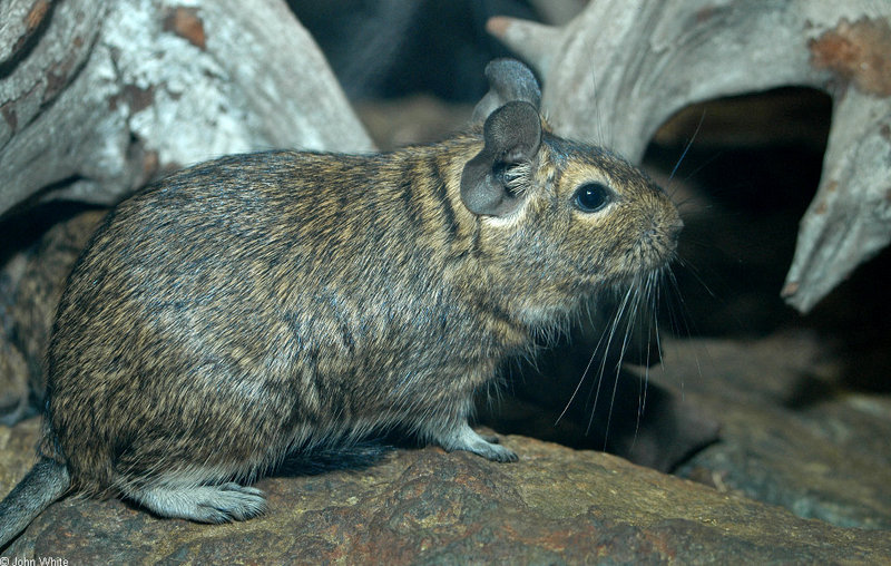 Degu (Octodon degus)1524; DISPLAY FULL IMAGE.