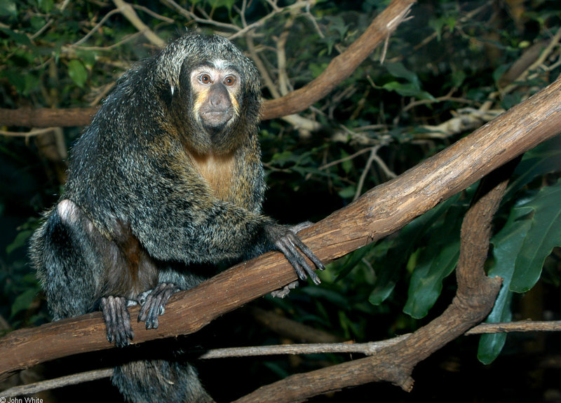 Female Pale-headed Saki (Pithecia pithecia)1519; DISPLAY FULL IMAGE.