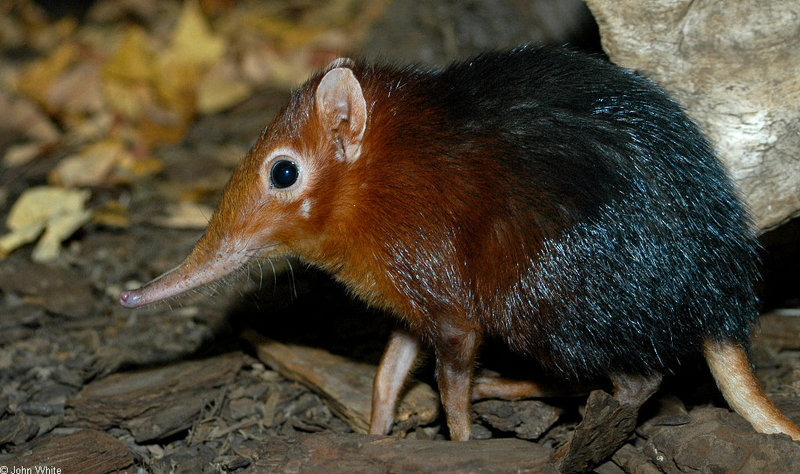 Giant Elephant Shrew (Rhynchocyon petersi)1530; DISPLAY FULL IMAGE.