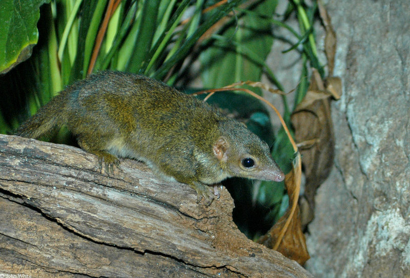 Lesser Tree Shrew (Tupaia minor)1521; DISPLAY FULL IMAGE.