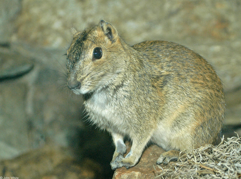 Rock Cavy (Kerodon rupestris)1534; DISPLAY FULL IMAGE.