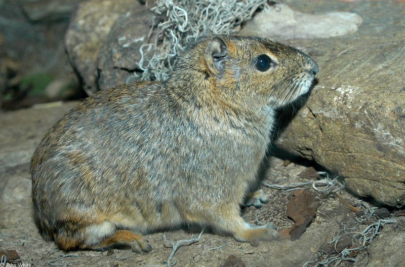 Rock Cavy (Kerodon rupestris)1538; DISPLAY FULL IMAGE.