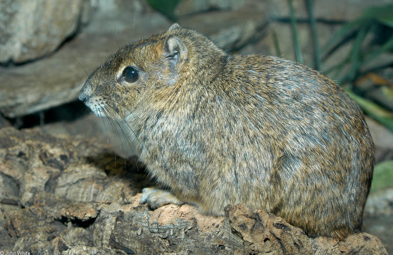 Rock Cavy (Kerodon rupestris)1538; DISPLAY FULL IMAGE.