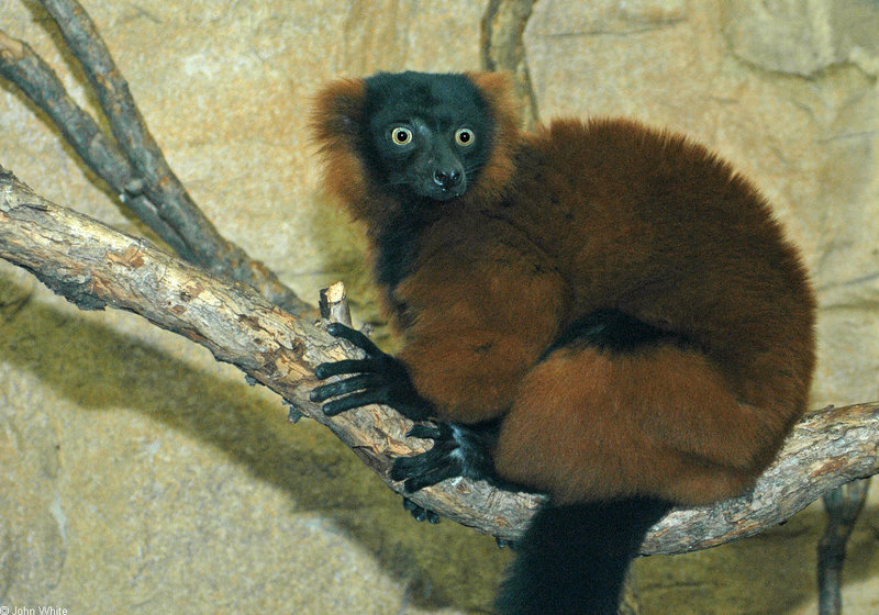 Red Ruffed Lemur (Varecia variegata rubra); DISPLAY FULL IMAGE.