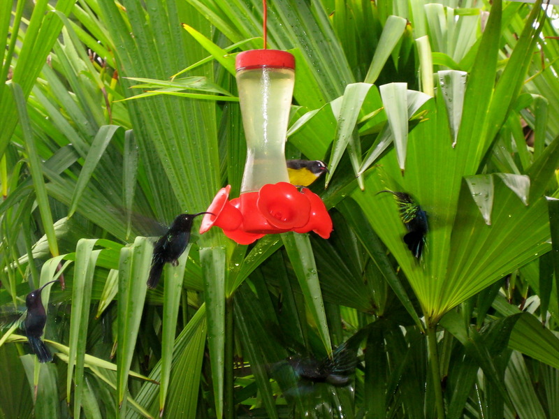 Hummingbirds (Trochilidae) - Can Anyone ID?; DISPLAY FULL IMAGE.