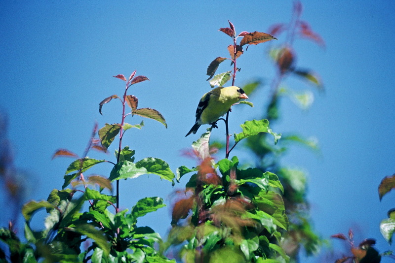 American Goldfinch (Carduelis tristis) {!--금방울새-->; DISPLAY FULL IMAGE.