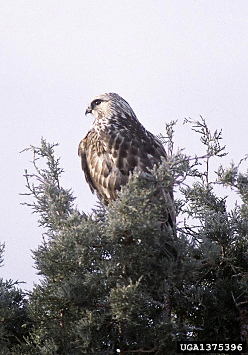 Rough-legged Hawk (Buteo lagopus) {!--털발말똥가리-->; DISPLAY FULL IMAGE.