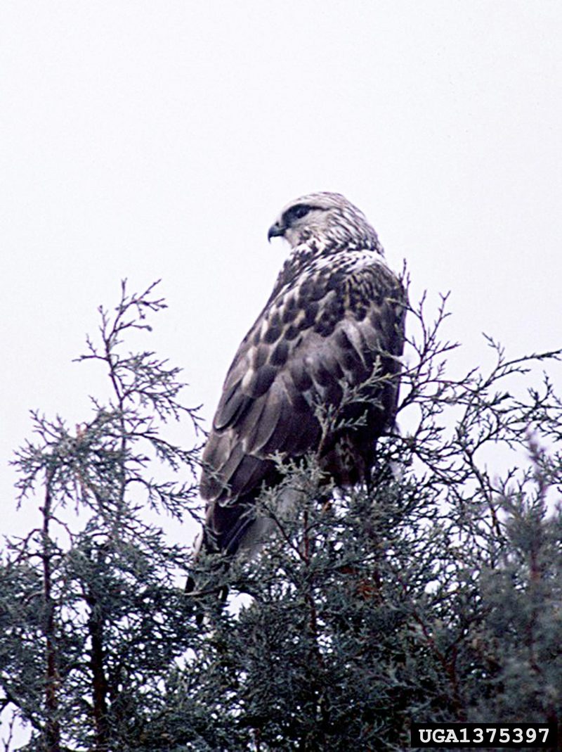 Rough-legged Hawk (Buteo lagopus) {!--털발말똥가리-->; DISPLAY FULL IMAGE.