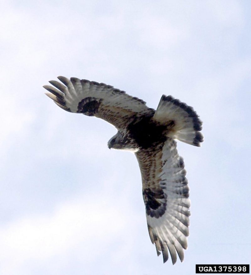 Rough-legged Hawk (Buteo lagopus) {!--털발말똥가리-->; DISPLAY FULL IMAGE.