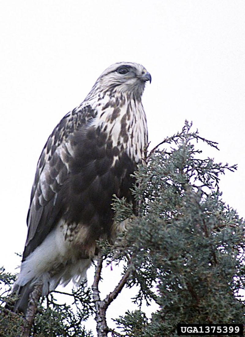 Rough-legged Hawk (Buteo lagopus) {!--털발말똥가리-->; DISPLAY FULL IMAGE.