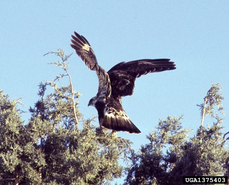 Rough-legged Hawk (Buteo lagopus) {!--털발말똥가리-->; DISPLAY FULL IMAGE.