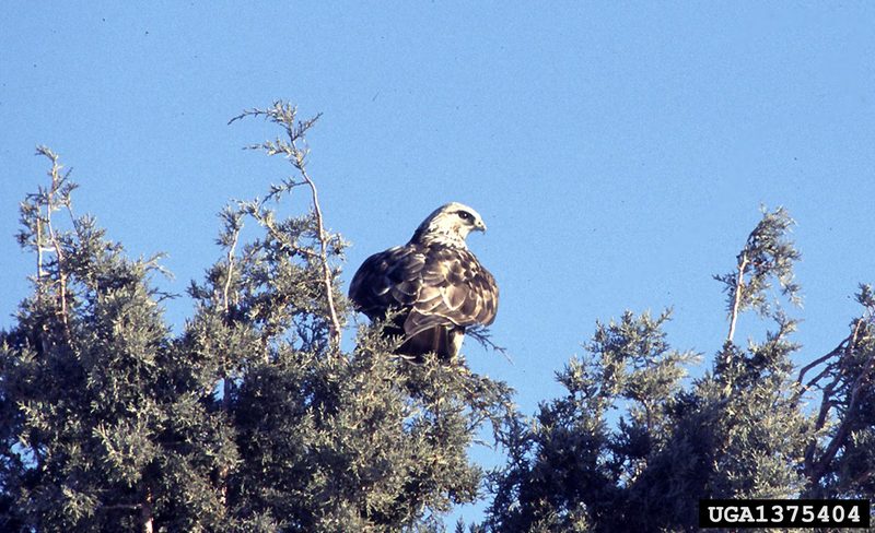 Rough-legged Hawk (Buteo lagopus) {!--털발말똥가리-->; DISPLAY FULL IMAGE.