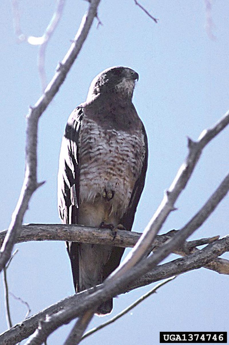 Swainson's Hawk (Buteo swainsoni) {!--황무지말똥가리-->; DISPLAY FULL IMAGE.