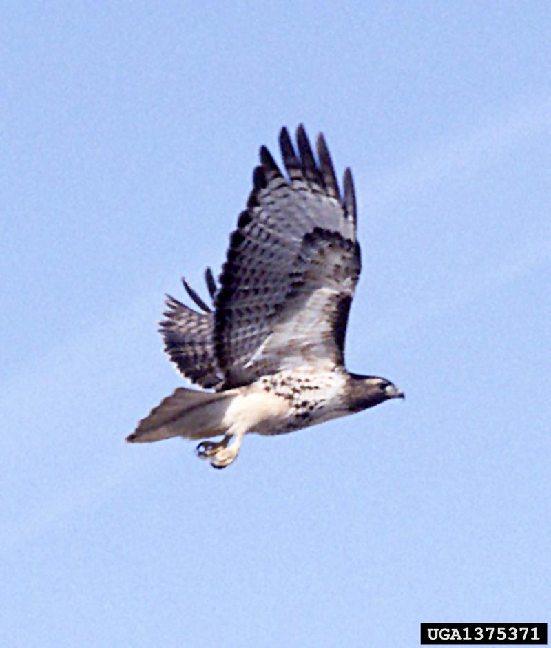 Red-tailed Hawk (Buteo jamaicensis) {!--붉은꼬리매-->; DISPLAY FULL IMAGE.