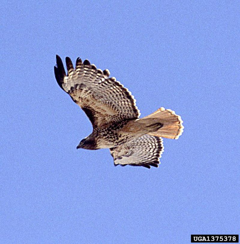 Red-tailed Hawk (Buteo jamaicensis) {!--붉은꼬리매-->; DISPLAY FULL IMAGE.