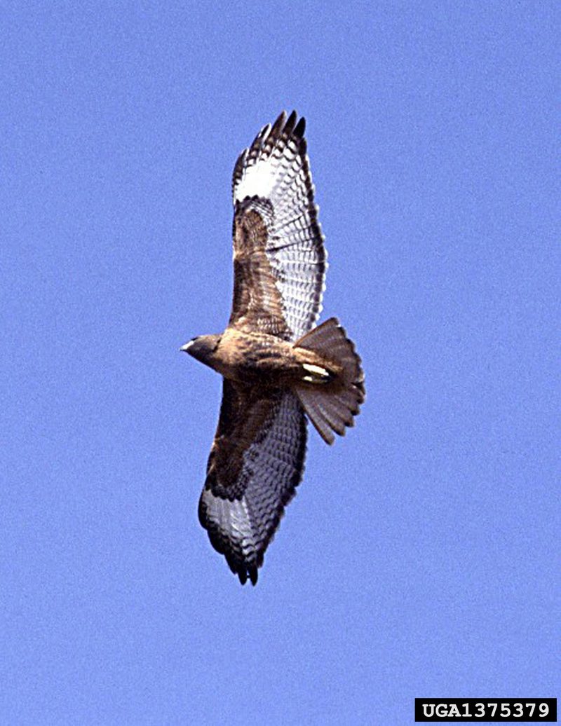 Red-tailed Hawk (Buteo jamaicensis) {!--붉은꼬리매-->; DISPLAY FULL IMAGE.