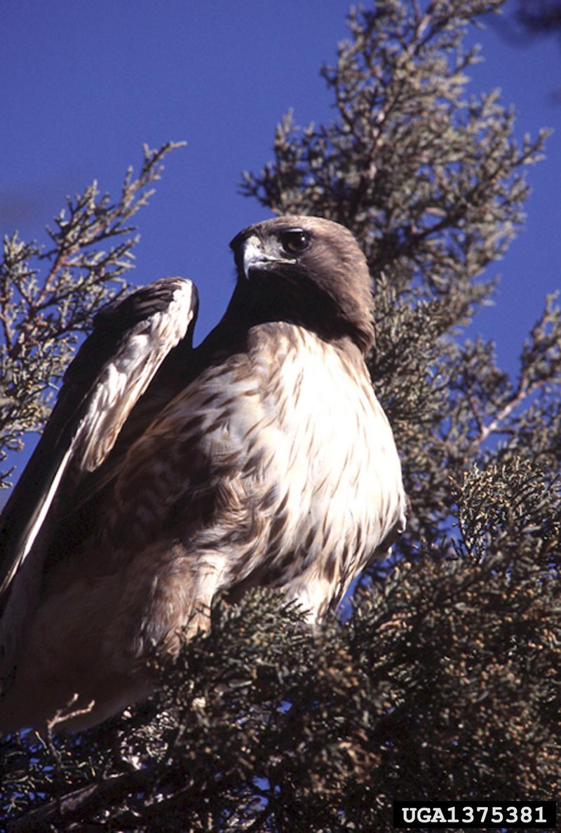 Red-tailed Hawk (Buteo jamaicensis) {!--붉은꼬리매-->; DISPLAY FULL IMAGE.