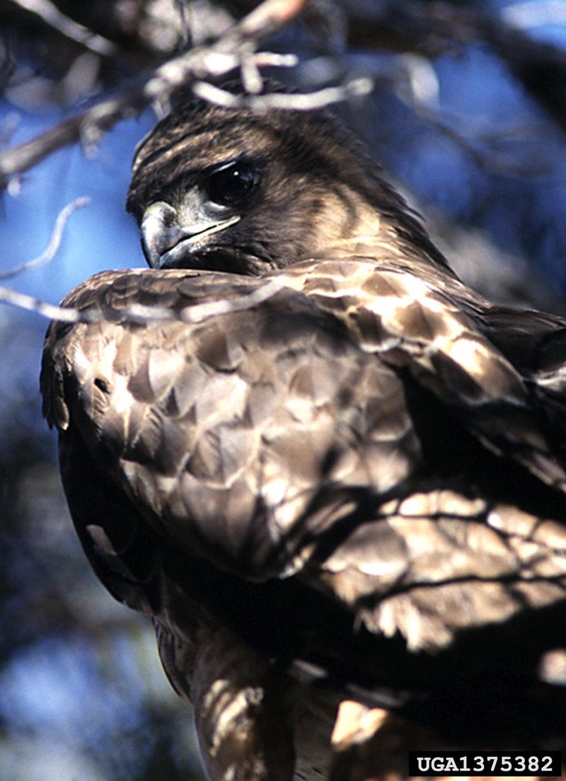 Red-tailed Hawk (Buteo jamaicensis) {!--붉은꼬리매-->; DISPLAY FULL IMAGE.