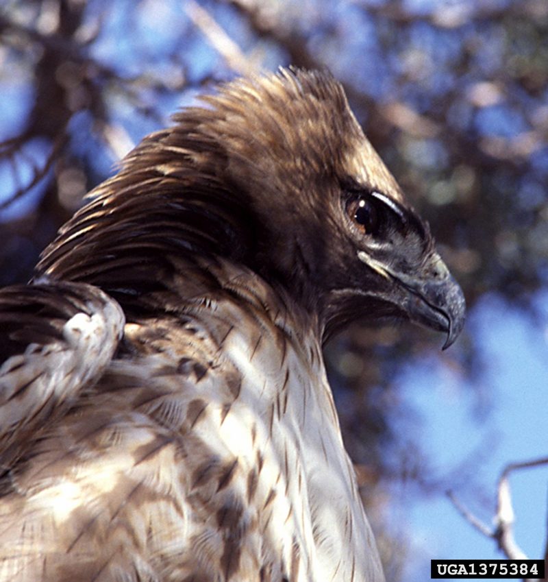 Red-tailed Hawk (Buteo jamaicensis) {!--붉은꼬리매-->; DISPLAY FULL IMAGE.