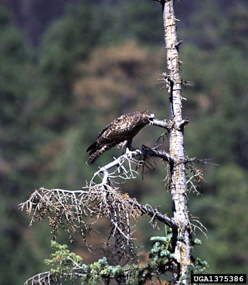 Red-tailed Hawk (Buteo jamaicensis) {!--붉은꼬리매-->; DISPLAY FULL IMAGE.